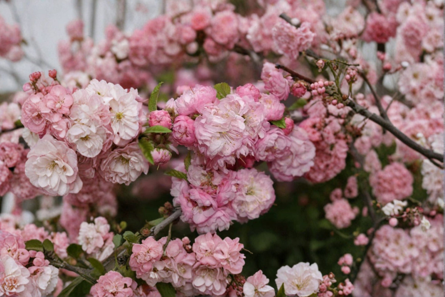 Pink Flowering Almond Live Plant (10–14 Inches) – Quart Pot or Bare Root – Prunus glandulosa