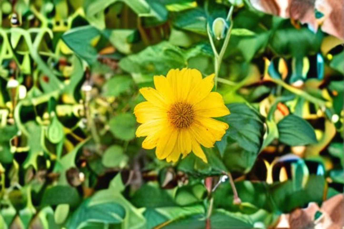 5 Mexican Sunflower Cuttings – 8 Inch Live Cuttings – Tithonia diversifolia