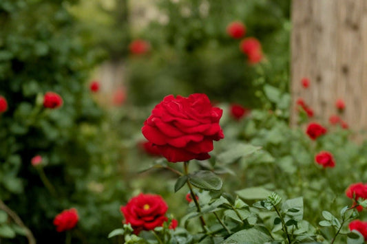 Forever Yours Hybrid Tea Rose Live Plant – Rosa – Dr. Huey Rootstock