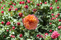 Crazy Love Rose Live Plant – 1.5 Gal Apricot Orange Rose