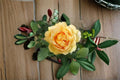 Ausgold Rose Own Root Live Plant – English Garden Rose