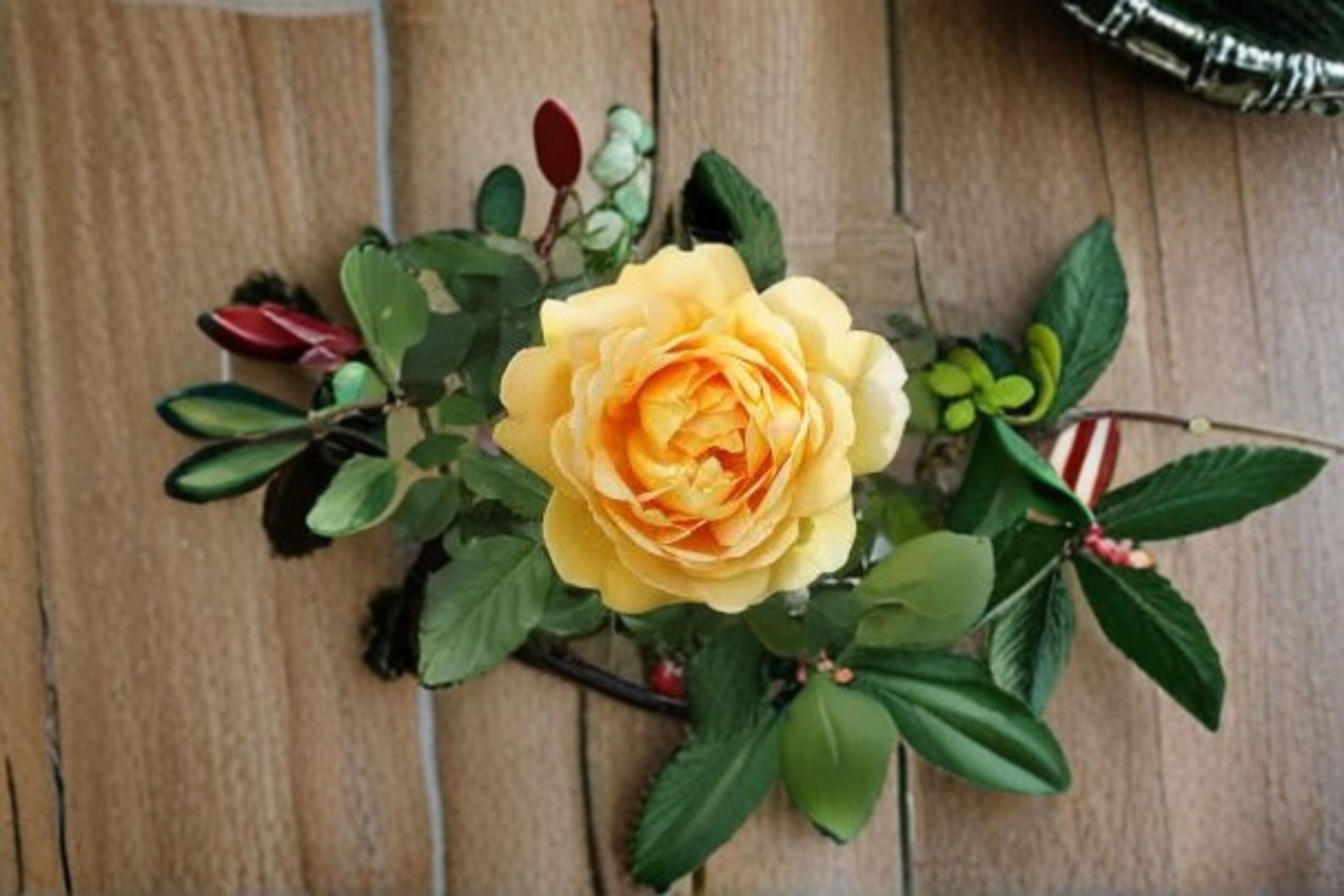Ausgold Rose Own Root Live Plant – English Garden Rose