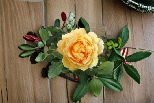 Ausgold Rose Own Root Live Plant – English Garden Rose