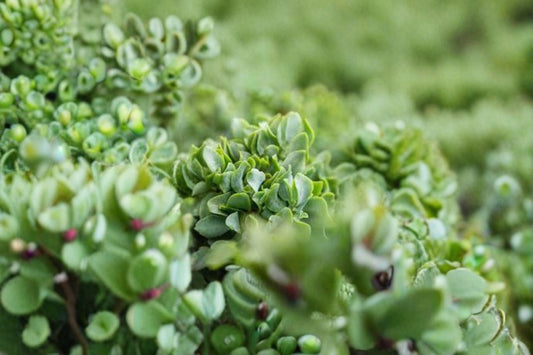 Ripple Jade Plant Live | Crassula arborescens Undulatifolia | 4 Inch Succulent | Curly Leaf Jade Plant | Indoor Succulent