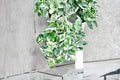 Pearls and Jade Pothos 3 Cuttings – Epipremnum aureum ‘Pearls and Jade’