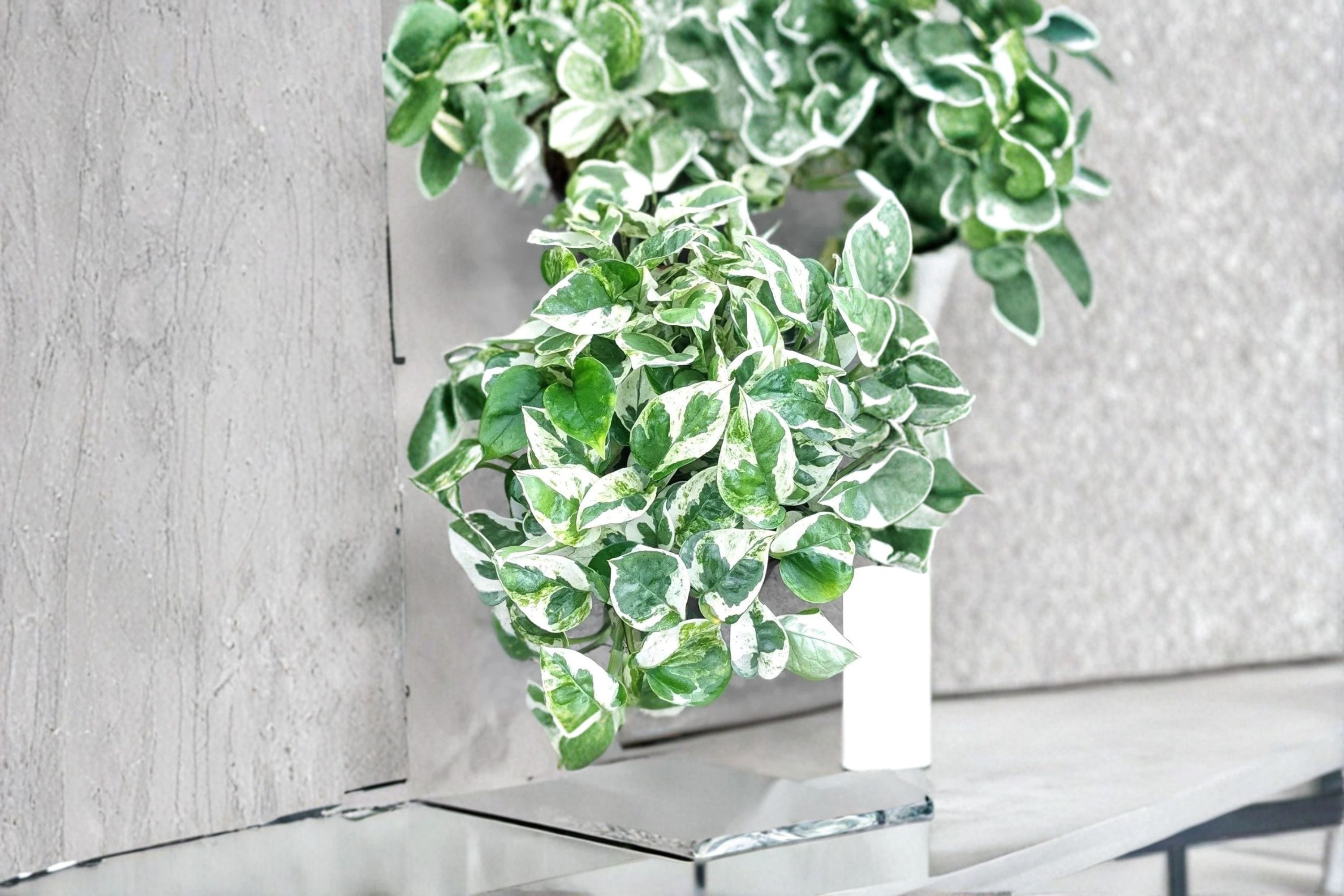 Pearls and Jade Pothos 3 Cuttings – Epipremnum aureum ‘Pearls and Jade’