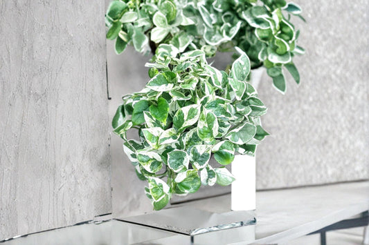 Pearls and Jade Pothos 3 Cuttings – Epipremnum aureum ‘Pearls and Jade’