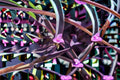 Purple Heart 6 Cuttings – Tradescantia pallida