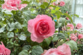 Victoria’s Kiss Rose Live Plant – Pink Peony Style Cut Rose