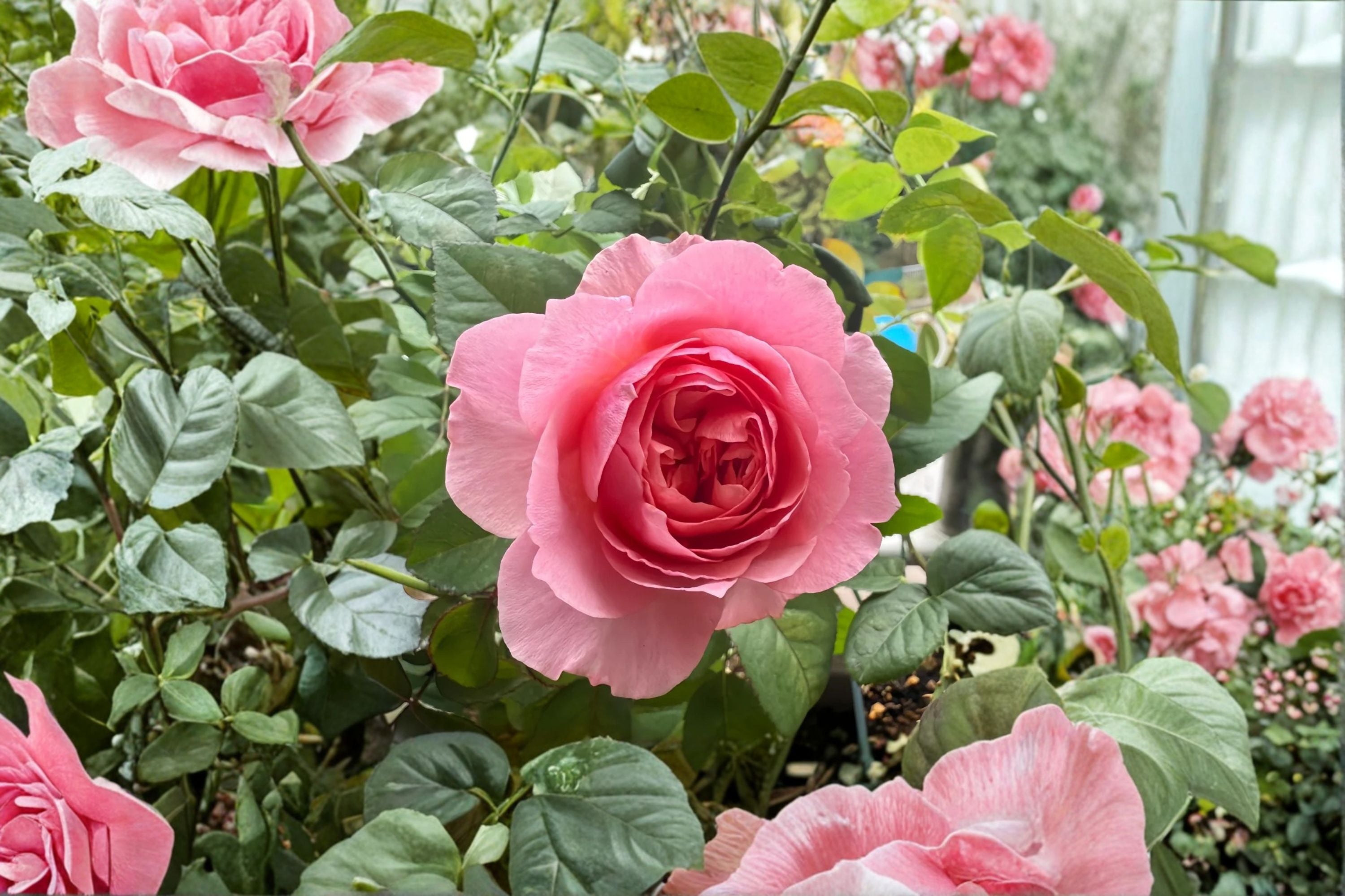 Victoria’s Kiss Rose Live Plant – Pink Peony Style Cut Rose