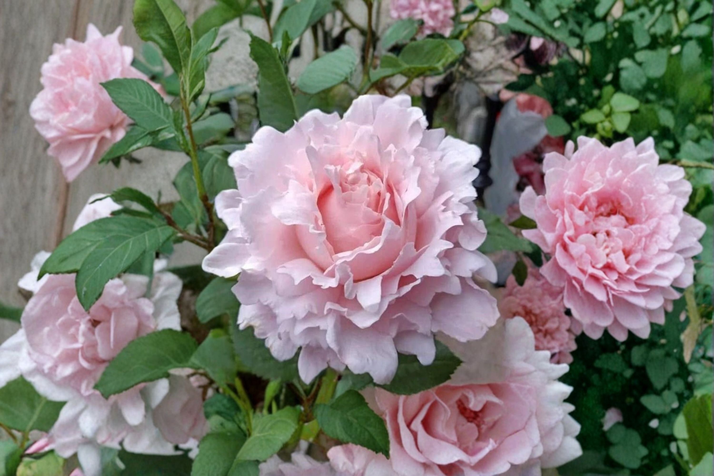 Sophie Rochas Rose Live Plant – Fragrant French Cut Rose