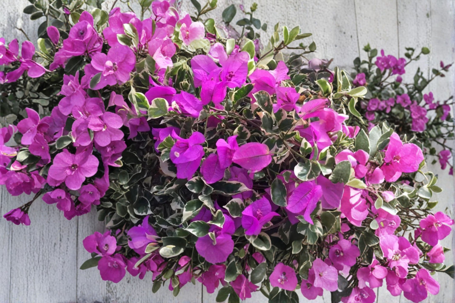Blueberry Ice Bougainvillea Live Plants – 3 Pack – 4–6" Tall – No Pot – Flowering Vine