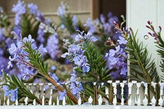 Ken Taylor Rosemary 1 Plant – Rosmarinus officinalis ‘Ken Taylor’