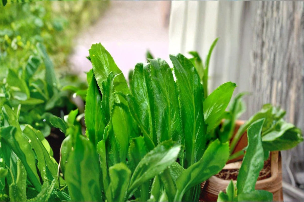 Culantro Herb Live Plant | 4-6 Inch Tall Starter Plant | Fresh Culinary Herb | Recao Herb | Mexican Coriander | Ready to Grow