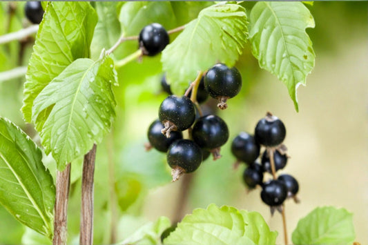Consort Black Currant Live Plant – 1 Gallon – 12–16" Tall – Bare Root