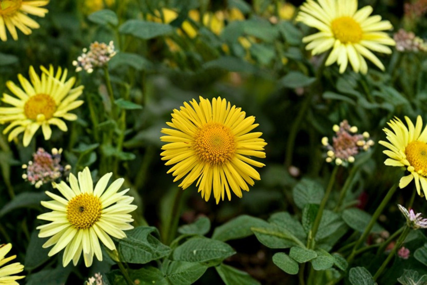 Leonardo Compact Leopard's Bane Live Plant – Doronicum orientale 'Leonardo Compact'