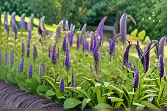 Veronica Speedwell 1 Plant – Veronica spicata