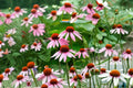 Purple Coneflower Seeds Echinacea Purpurea Native Perennial Pink Purple Wildflower Pollinator Garden Plant Drought Tolerant 100 Seeds