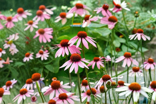 Purple Coneflower Seeds Echinacea Purpurea Native Perennial Pink Purple Wildflower Pollinator Garden Plant Drought Tolerant 100 Seeds