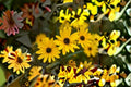 Swamp Sunflower Seeds Helianthus angustifolius Yellow Native Wildflower Seeds Perennial Garden Planting 100 Seeds