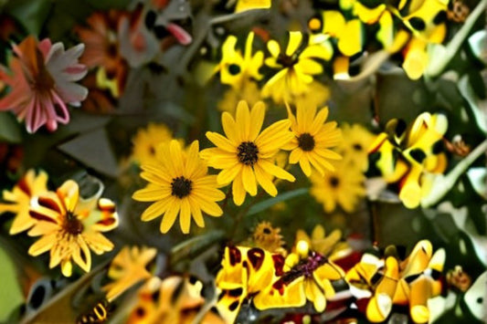 Swamp Sunflower Seeds Helianthus angustifolius Yellow Native Wildflower Seeds Perennial Garden Planting 100 Seeds
