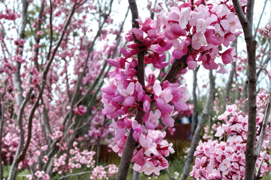 Eastern Redbud Live Plant – 6–12" Tall – 1 Quart Pot – Rosy Pink Flowers – Cercis canadensis