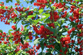 Nanking Cherry 10 Cuttings – Prunus tomentosa