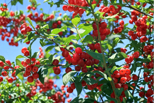 Nanking Cherry 10 Cuttings – Prunus tomentosa