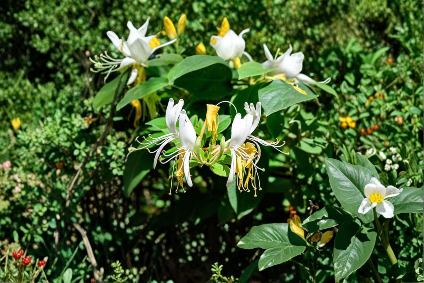 Scentsation Honeysuckle Live Bare Root Plant – Fragrant White Vine – Lonicera periclymenum