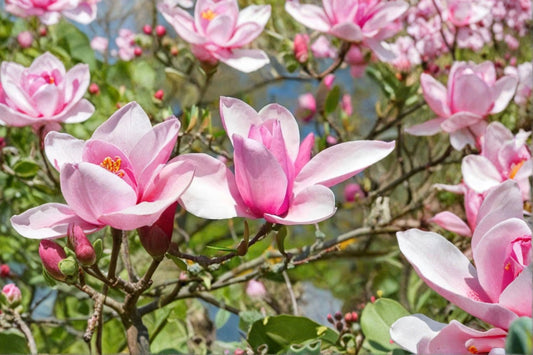 Saucer Magnolia Live Plant | Magnolia × soulangeana | 6-12 Inch Starter Tree | Flowering Magnolia | 2.5 Inch Pot | Magnolia Tree