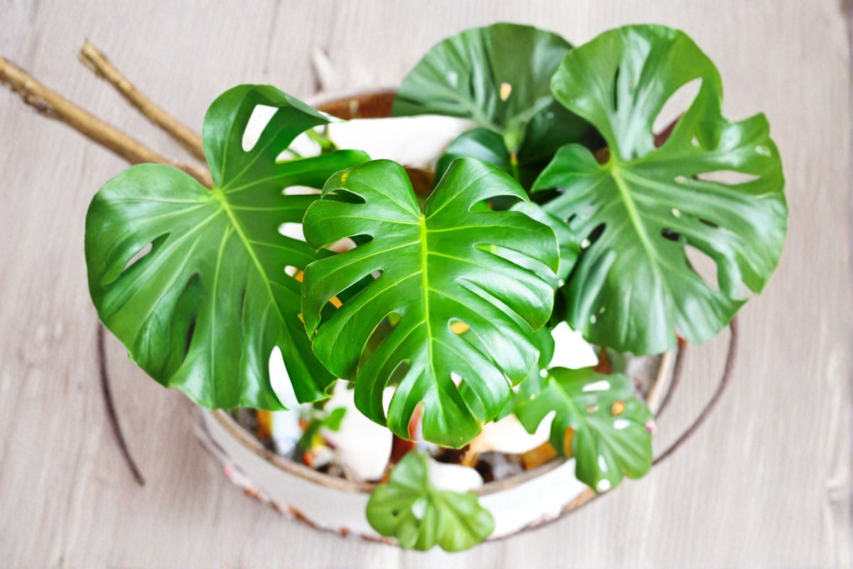 Swiss Cheese Plant Cutting | Monstera Live Cutting | Swiss Cheese Vine | Tropical Houseplant Cutting | Indoor Plant Propagation