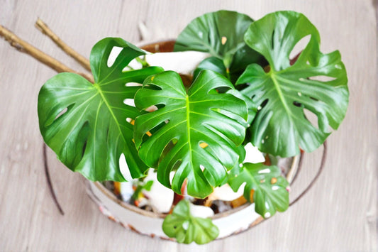 Swiss Cheese Plant Cutting | Monstera Live Cutting | Swiss Cheese Vine | Tropical Houseplant Cutting | Indoor Plant Propagation