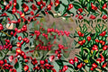 Winterberry Holly Seeds Ilex verticillata Red Berry Shrub Seeds Native Garden Planting 25 Seeds
