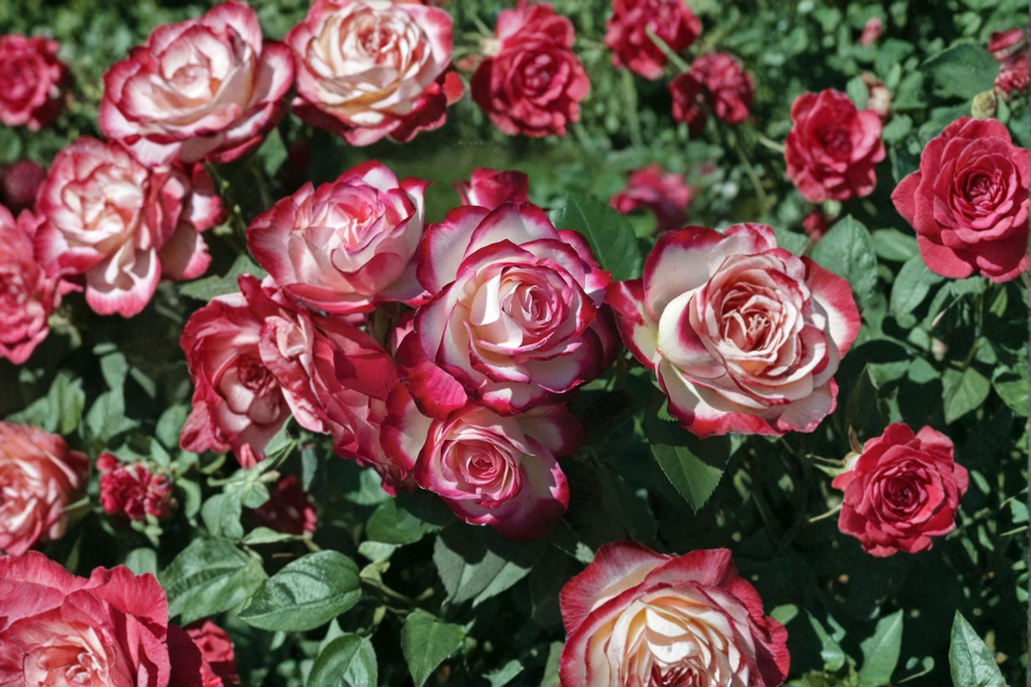 Cherry Parfait Grandiflora Rose Live Plant – Own Root – 10" Tall – Double-Color Rosa