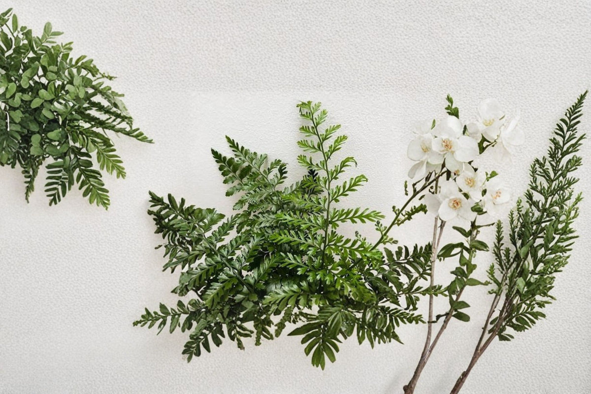 Austral Gem Fern Live Plant | Asplenium Parvati | Exotic Fern Houseplant | 4 Inch Pot | Rare Tropical Foliage Plant | Live Fern