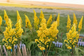 Showy Goldenrod Seeds Solidago Speciosa Native Yellow Perennial Wildflower Pollinator Garden Meadow Plant 100 Seeds