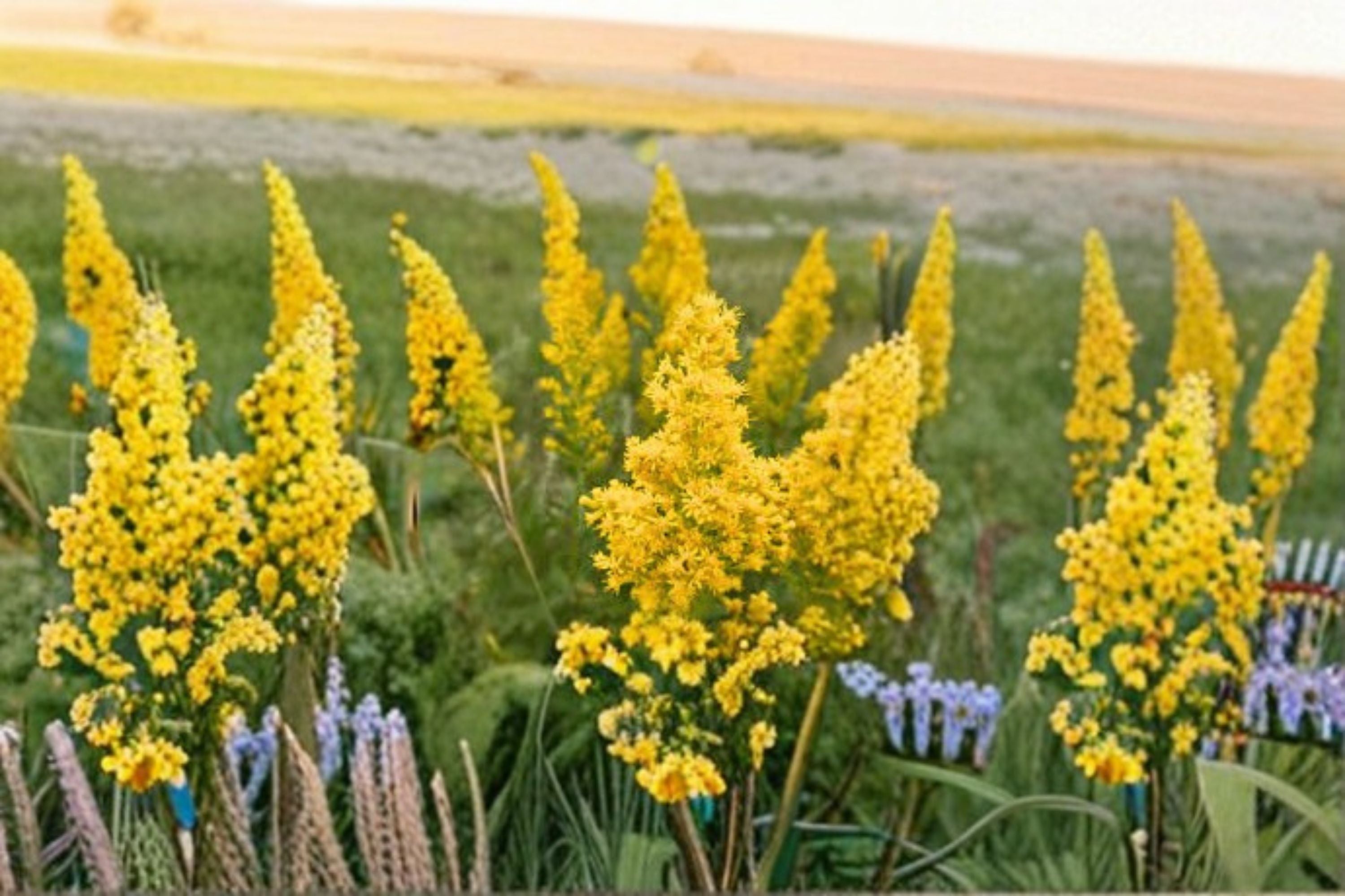 Showy Goldenrod Seeds Solidago Speciosa Native Yellow Perennial Wildflower Pollinator Garden Meadow Plant 100 Seeds