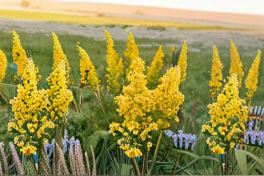 Showy Goldenrod Seeds Solidago Speciosa Native Yellow Perennial Wildflower Pollinator Garden Meadow Plant 100 Seeds