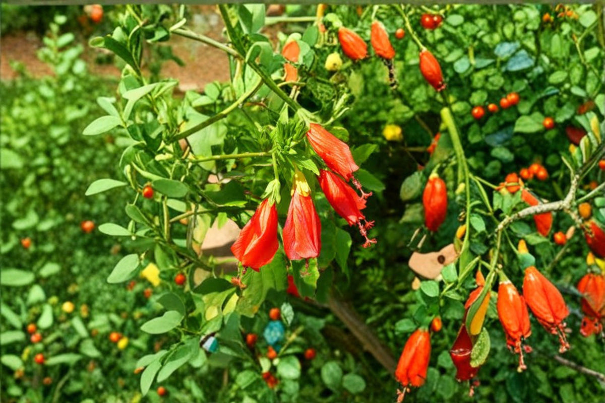 Red Turk's Cap Cuttings | 3 Fresh 6 Inch Malvaviscus arboreus Cuttings | Red Flowering Shrub | Turk's Cap Plant | Live Plant Cuttings