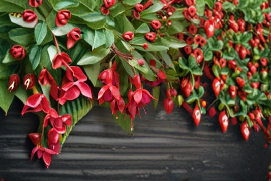 Fuchsia Marinka 1 Plant – Fuchsia hybrida