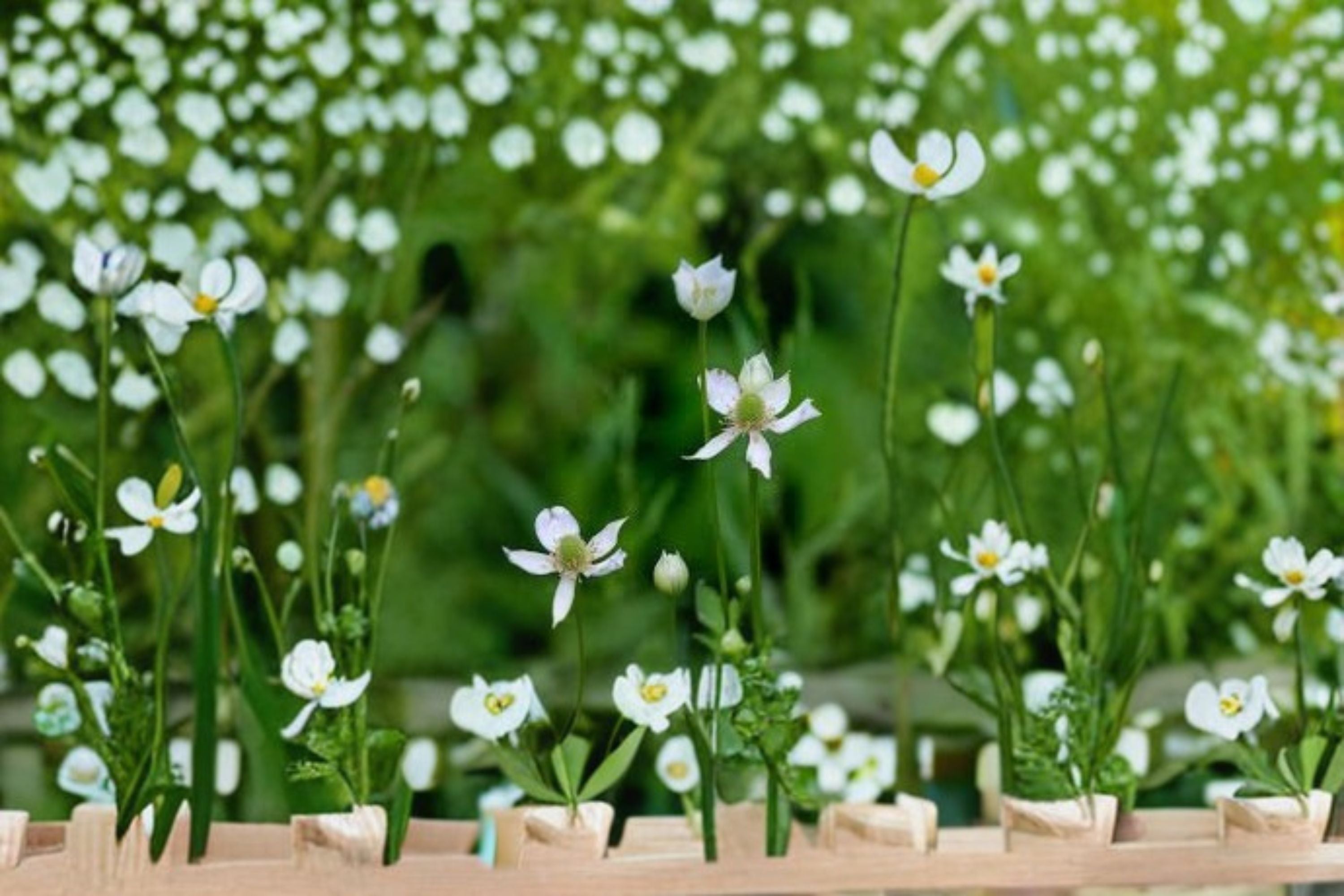 Tall Thimbleweed Seeds Anemone virginiana White Native Wildflower Seeds Perennial Garden Planting 100 Seeds