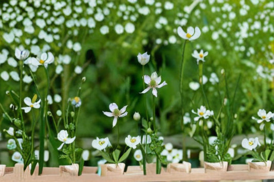 Tall Thimbleweed Seeds Anemone virginiana White Native Wildflower Seeds Perennial Garden Planting 100 Seeds