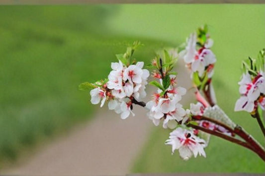 Nanking Cherry Seeds Prunus Tomentosa Hardy Shrub Pink White Spring Blossom Garden Hedge Ornamental Plant 10 Seeds