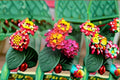 Irene Lantana 1 Plant – Lantana camara ‘Irene’