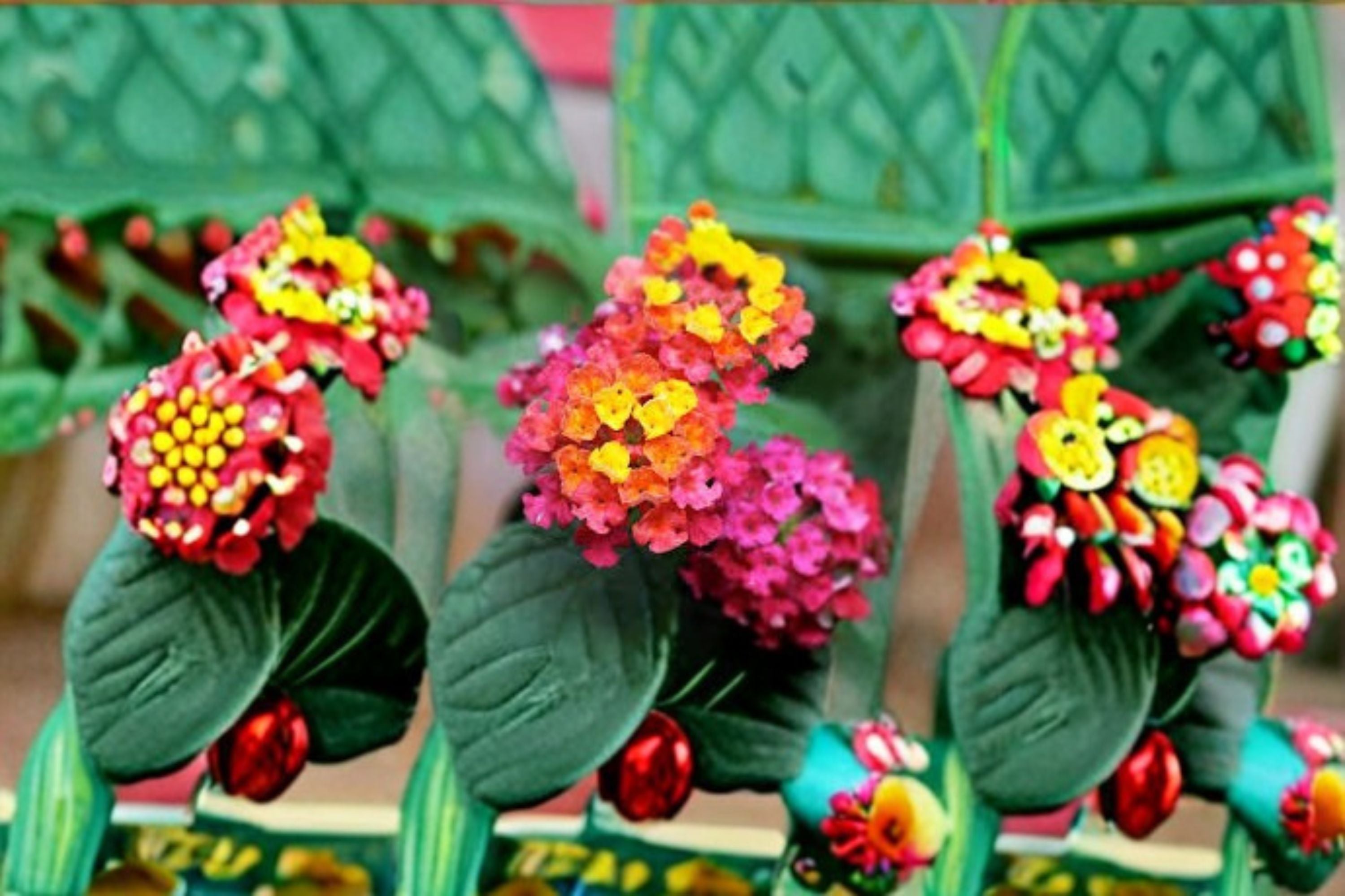 Irene Lantana 1 Plant – Lantana camara ‘Irene’