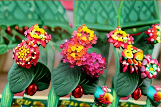 Irene Lantana 1 Plant – Lantana camara ‘Irene’