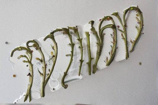 Fuerte Avocado 4 Scions for Grafting – Persea americana