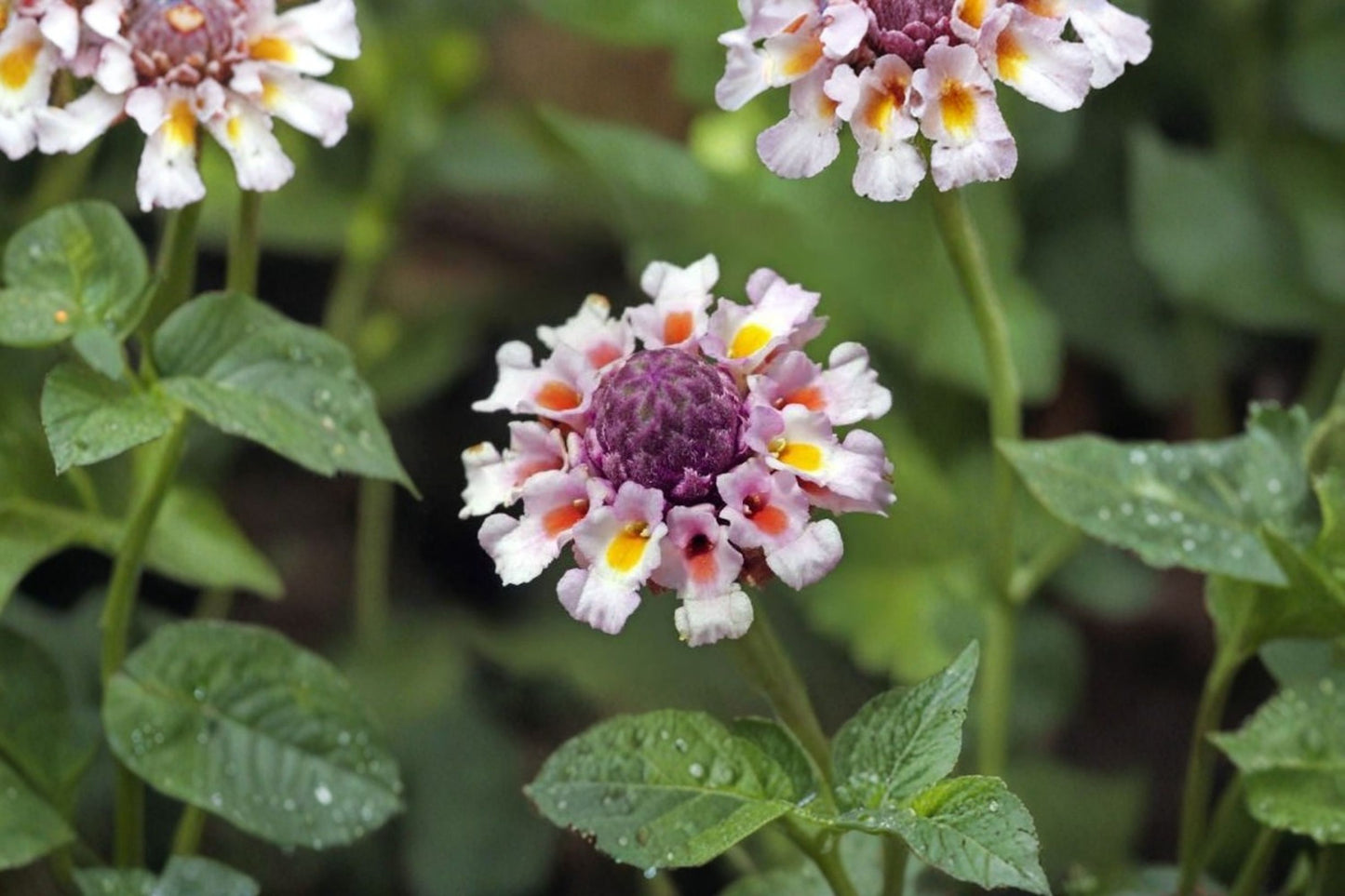 Lippia Nodiflora Live Plant – 4" Pot – Turkey Tangle Frogfruit Groundcover – Phyla nodiflora