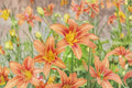 Orange Daylily Live Plant – Bare Root Perennial Flower