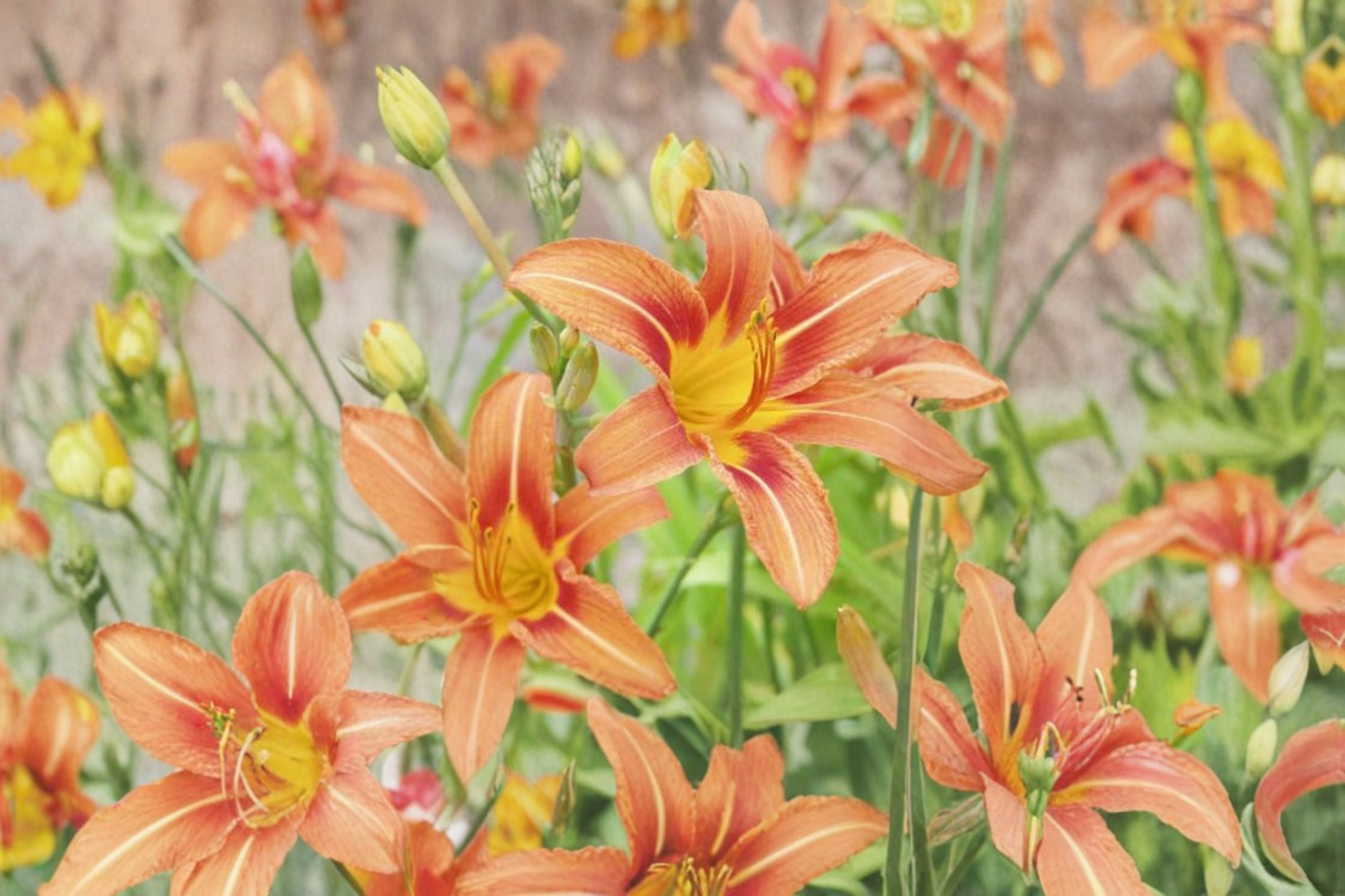 Orange Daylily Live Plant – Bare Root Perennial Flower